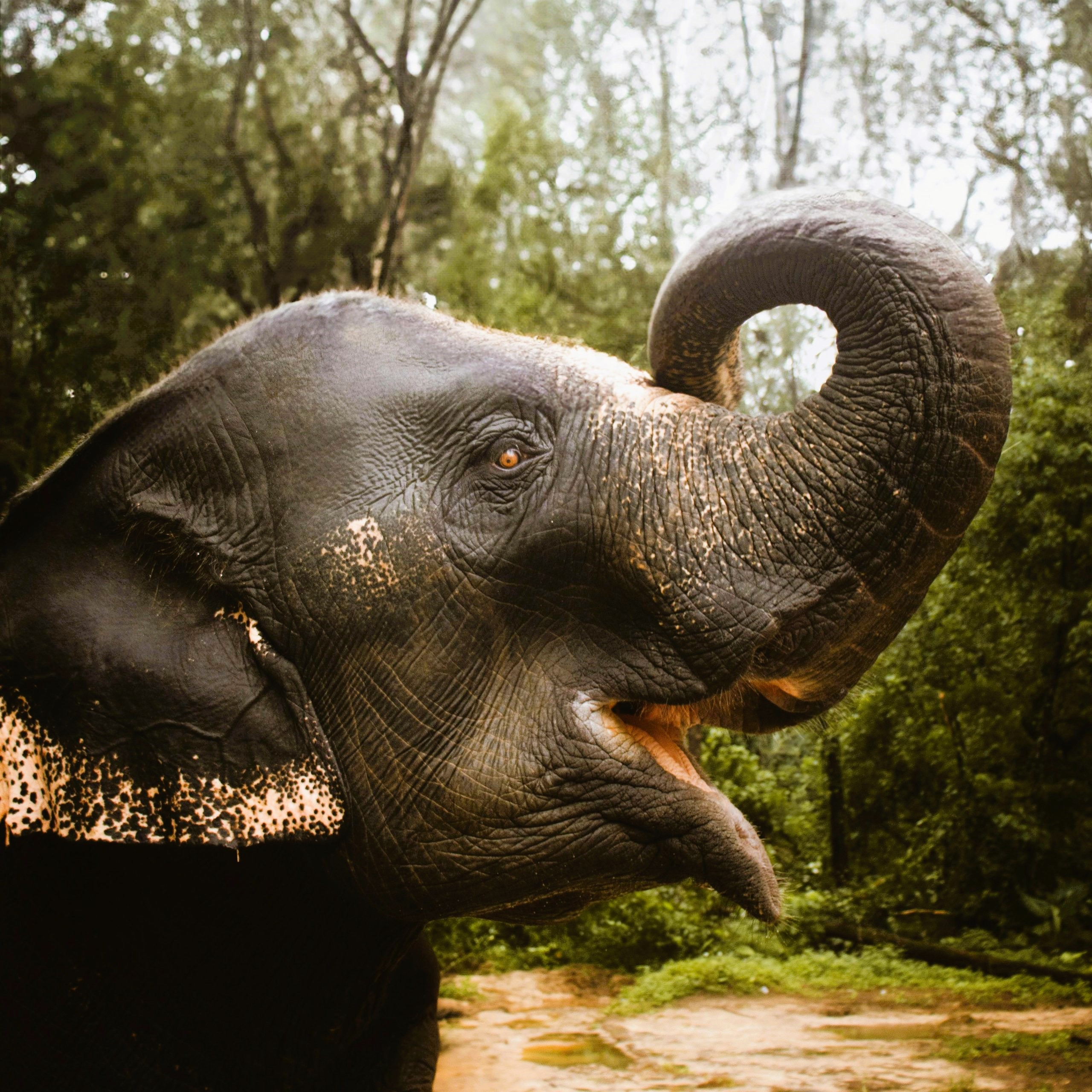 Elephant Sanctuary Adventure: Explore Nature's Heart