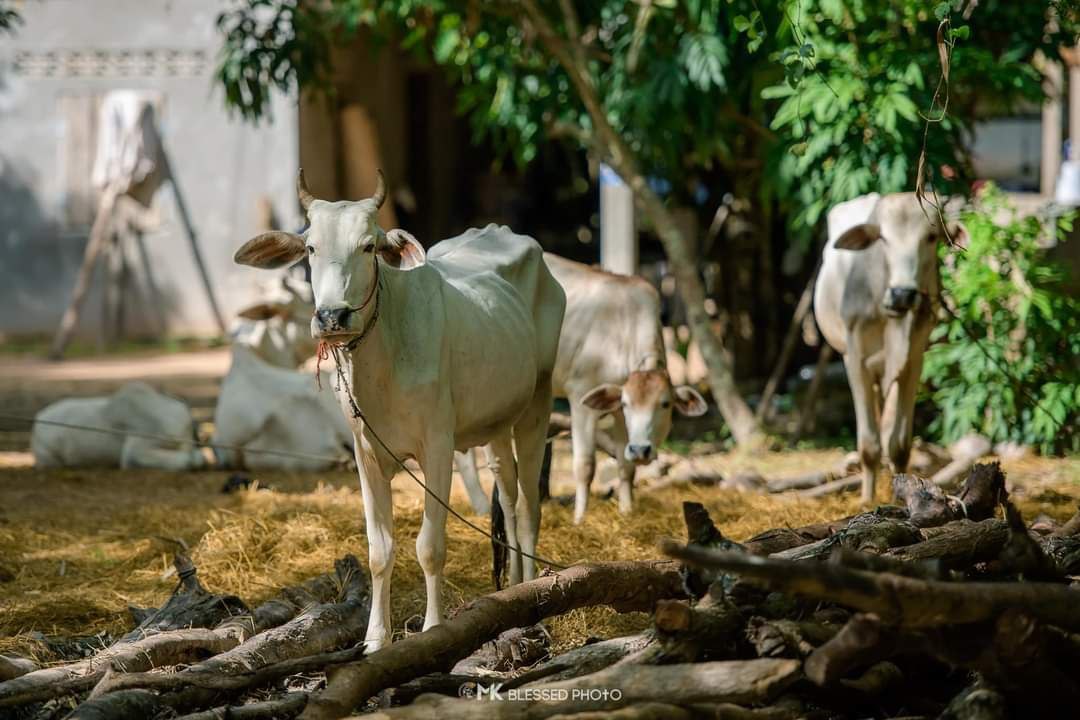 A Day of Discovery at Rural Village